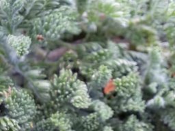Cotula discolor bud with clasping bracts